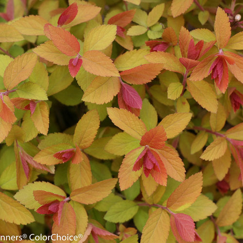 Double Play Big Bang Spirea 3 Gal