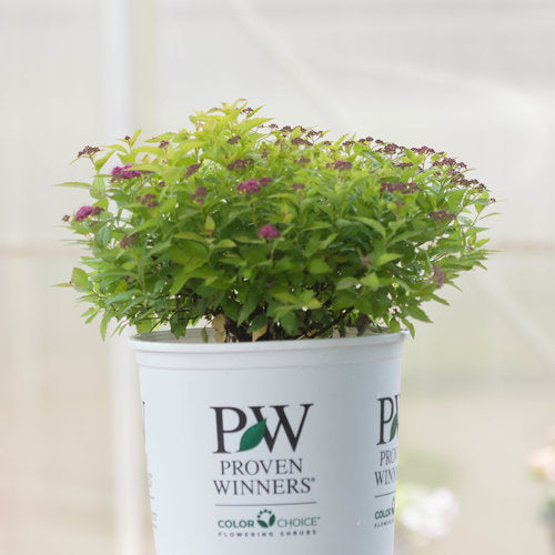 Double Play Gold Spirea 3 Gal