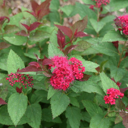Double Play Doozie Spirea 2&3 Gal