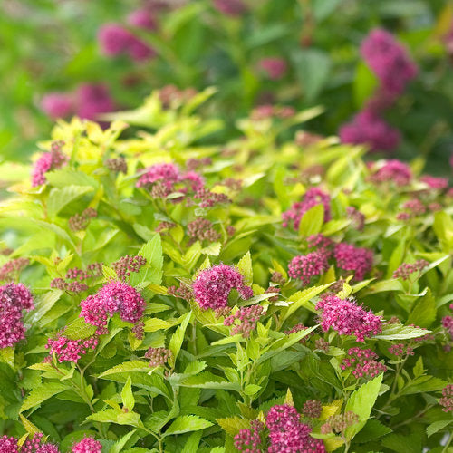 Double Play Big Bang Spirea 3 Gal