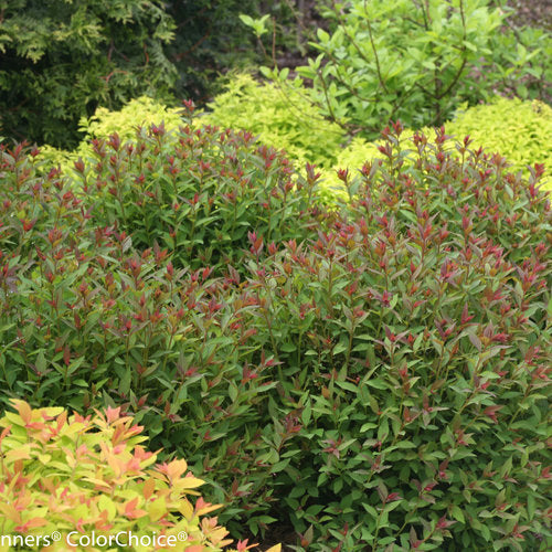 Double Play Artisan Spirea 3 Gal