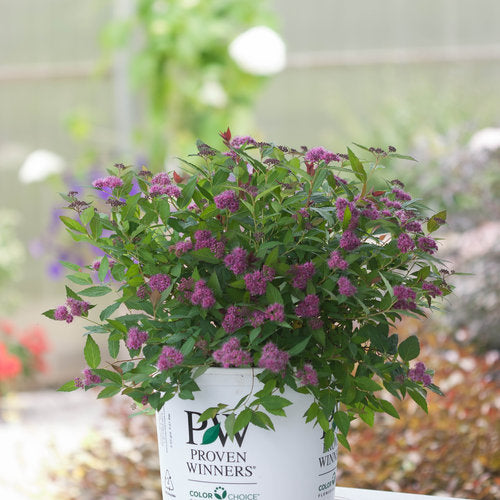 Double Play Artisan Spirea 3 Gal
