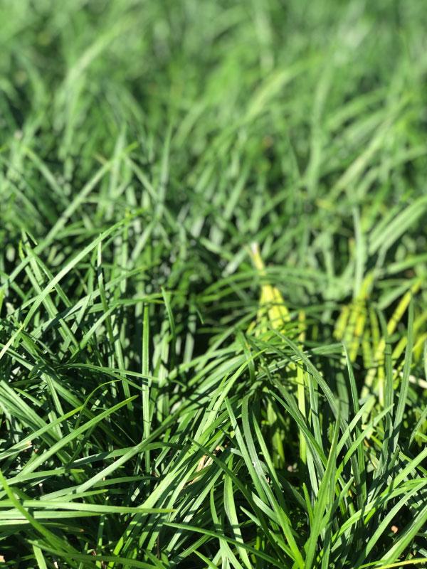 Dwarf Mondo Grass 4"