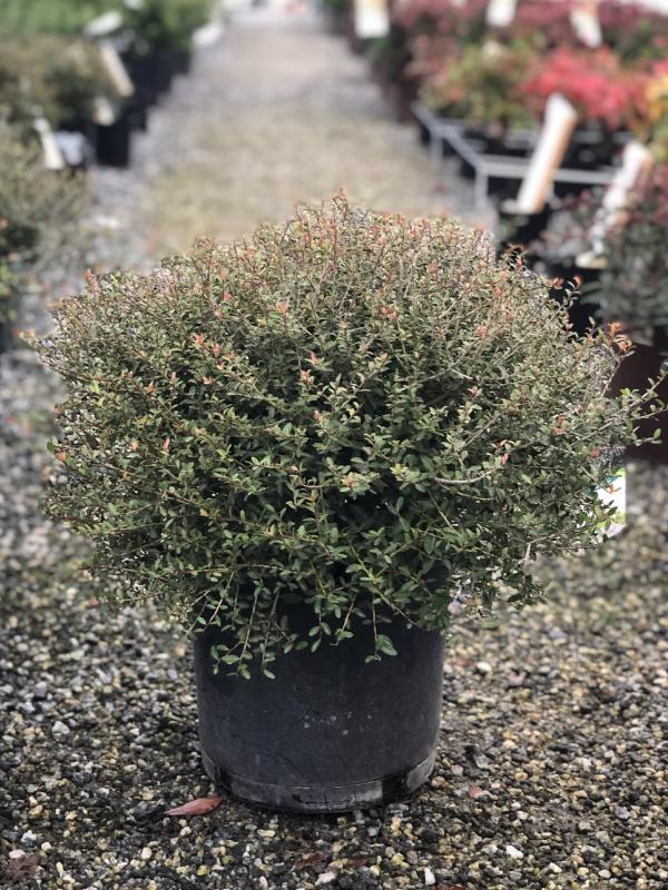 Dwarf Yaupon Holly 3 Gal