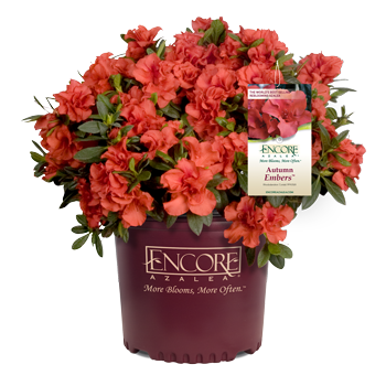 Autumn Embers Encore Azalea 2&3 Gal