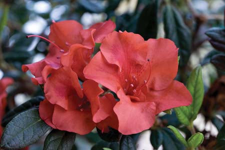 Autumn Embers Encore Azalea 2&3 Gal