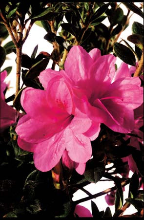 Autumn Empress Encore Azalea 2&3 Gal