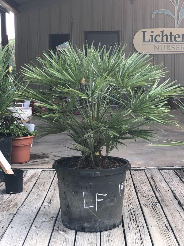 fan palm plant European Fan Palm – Lichtenfelt's