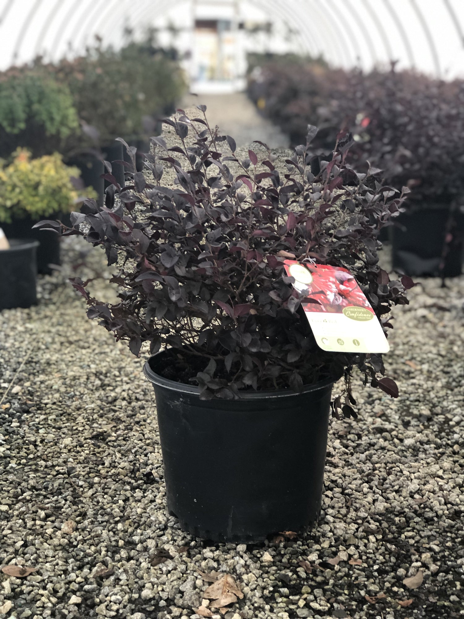 Ever Red Loropetalum 2&3 Gal