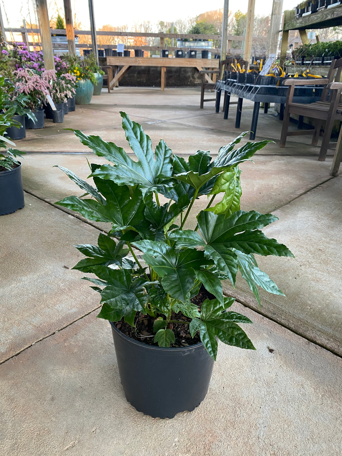 Fatsia 3 Gal