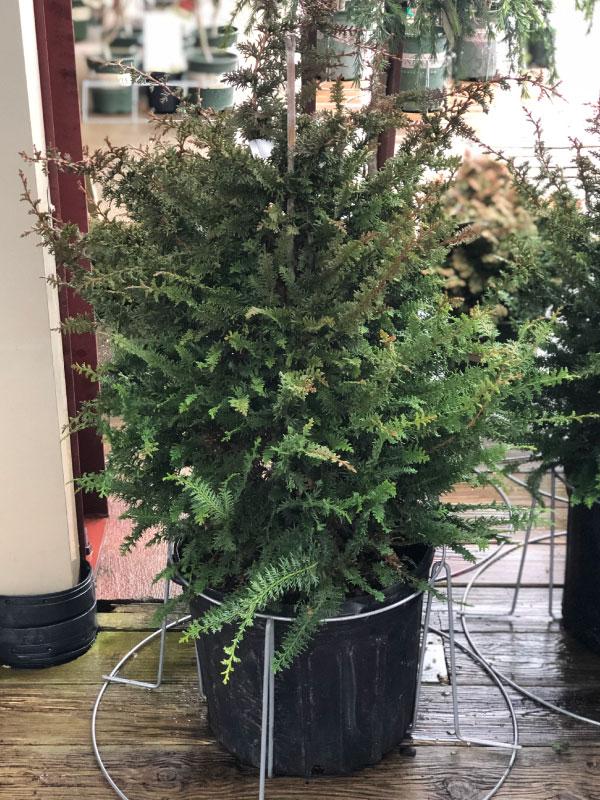 Filicoides Hinoki Cypress