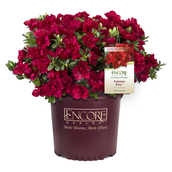 Autumn Fire Encore Azalea 2&3 Gal