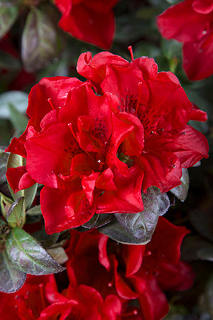 Autumn Fire Encore Azalea 2&3 Gal