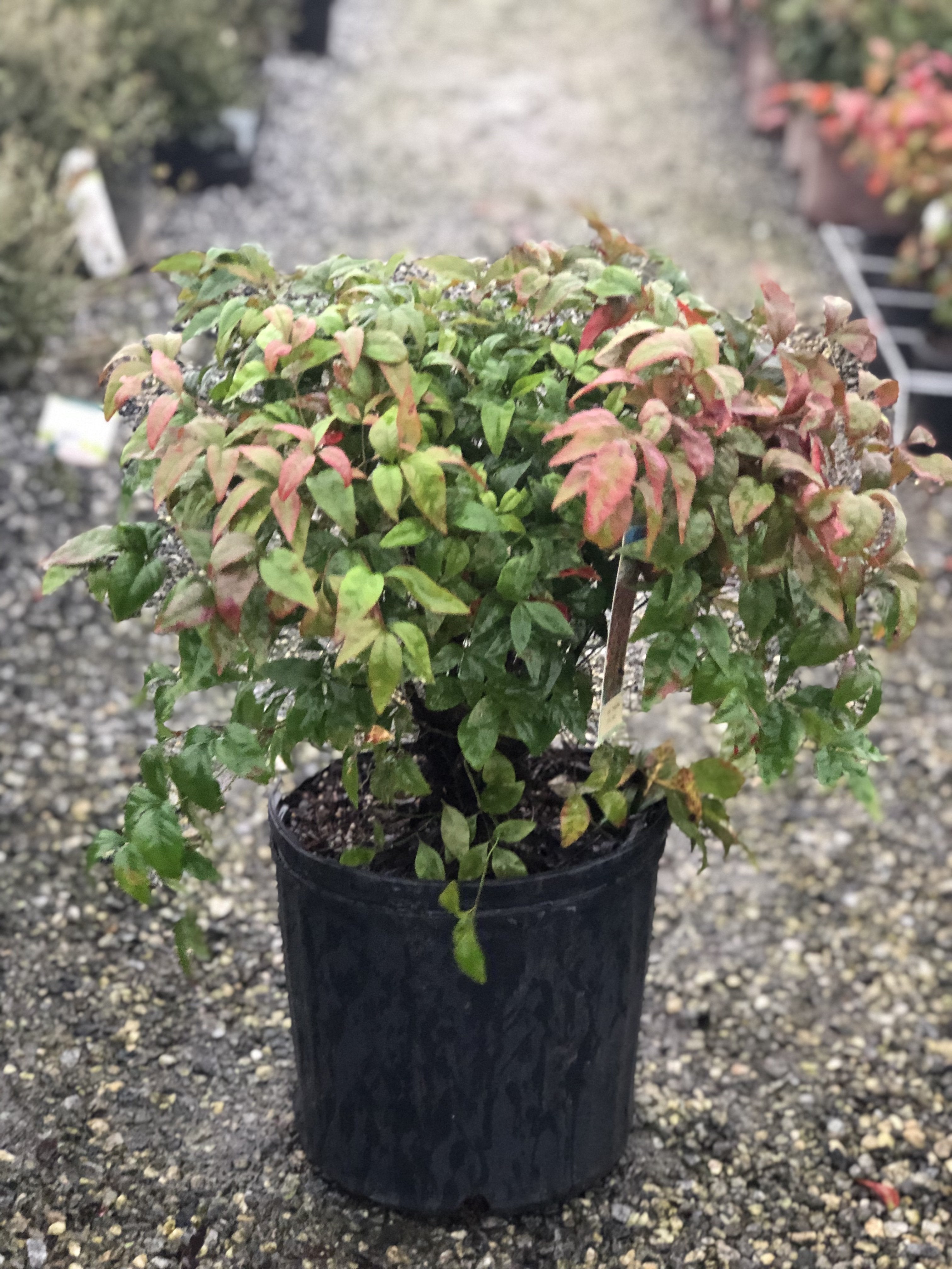 Firepower Nandina 3 Gal