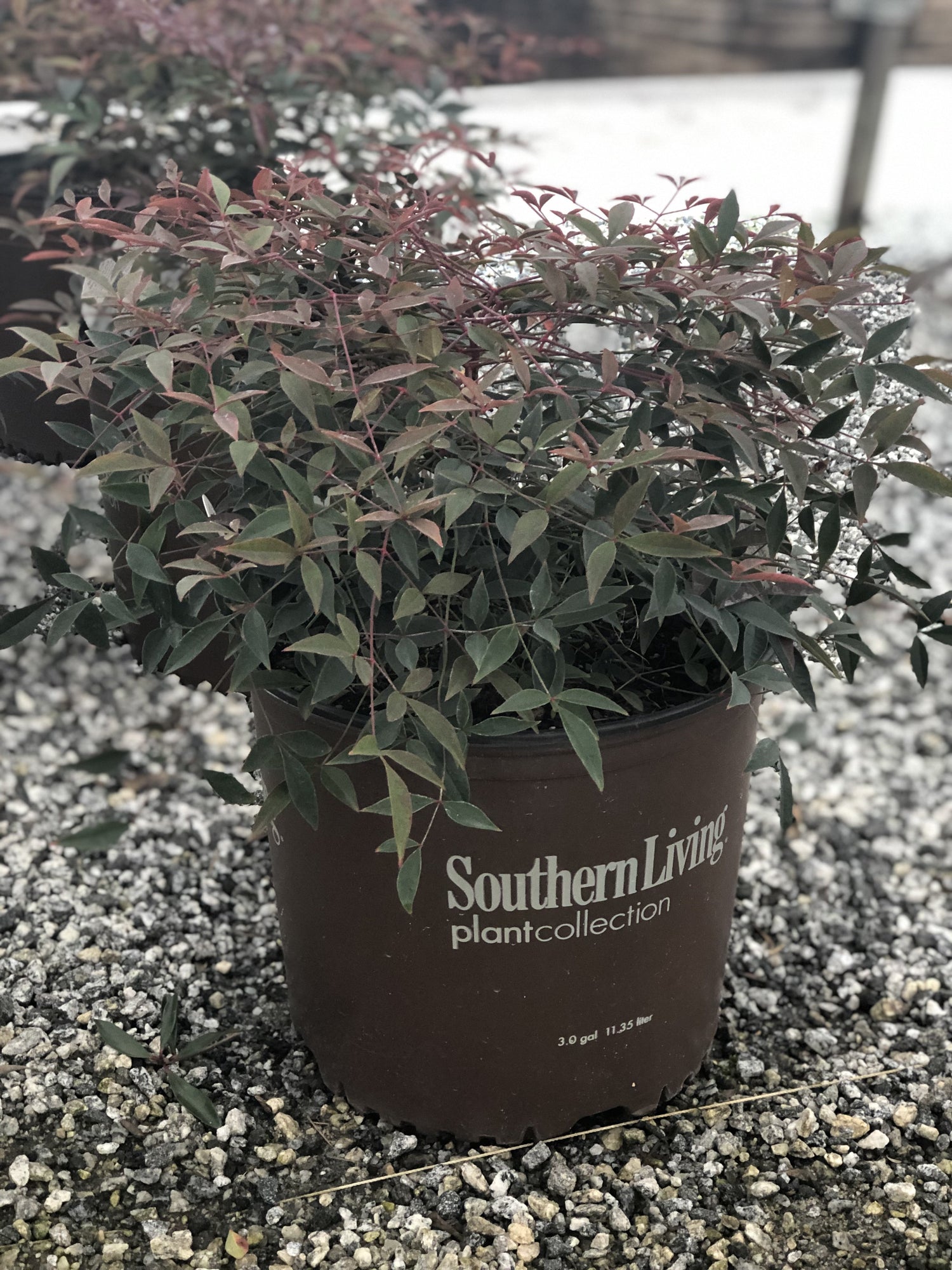 Flirt Nandina 3 Gal