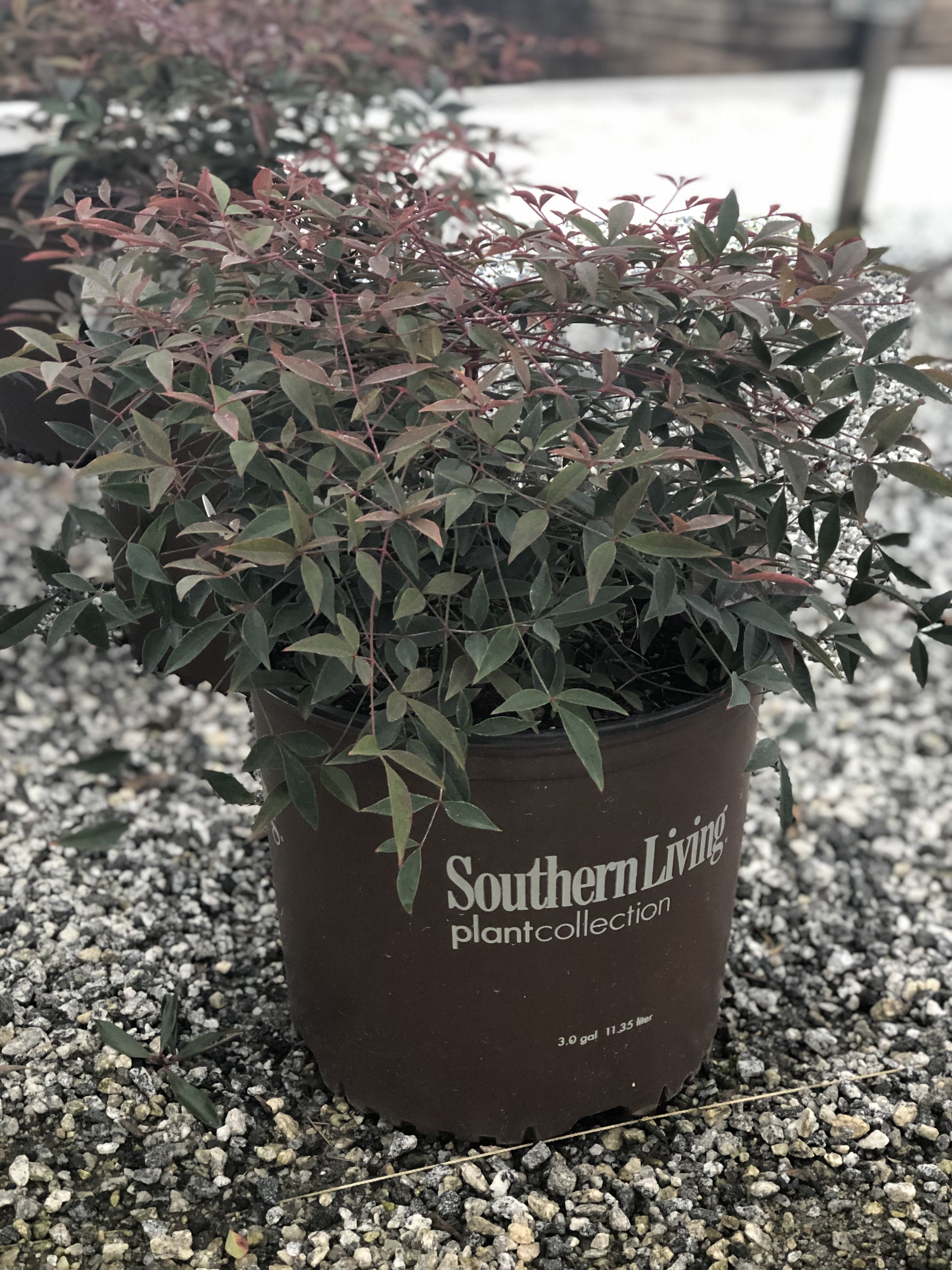 Flirt Nandina 3 Gal