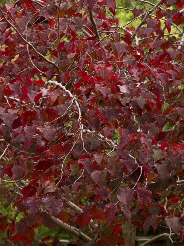 Forest Pansy Redbud