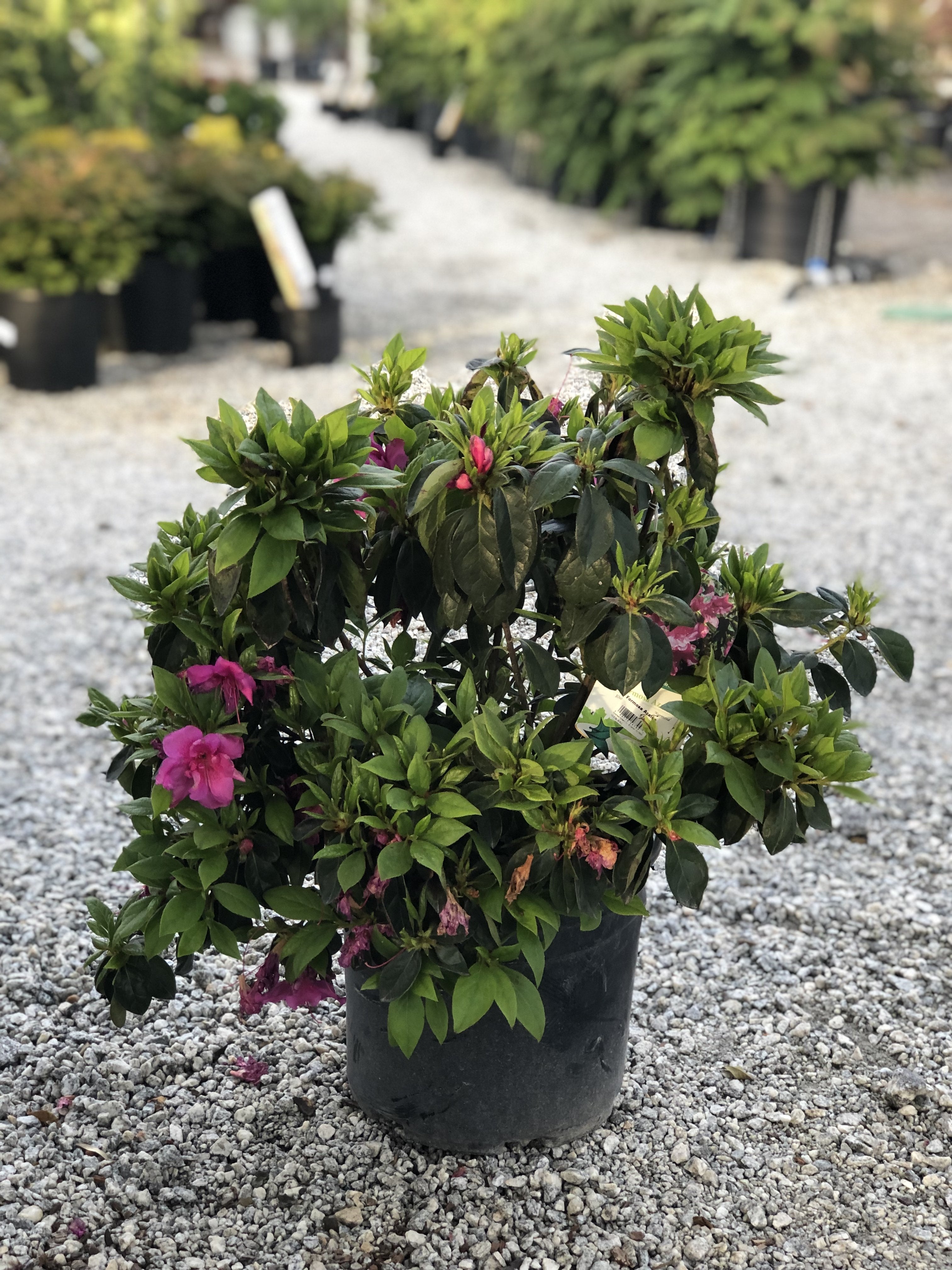 Formosa Azalea 3 Gal