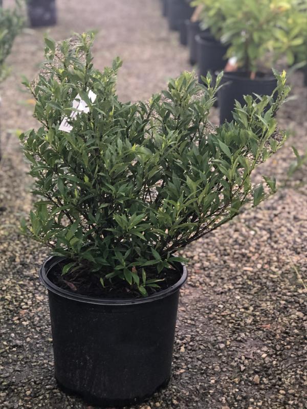Frostproof Gardenia 3 Gal