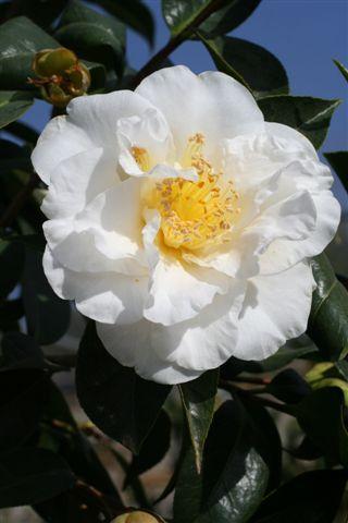 Silver Waves Camellia Jap 3 Gal