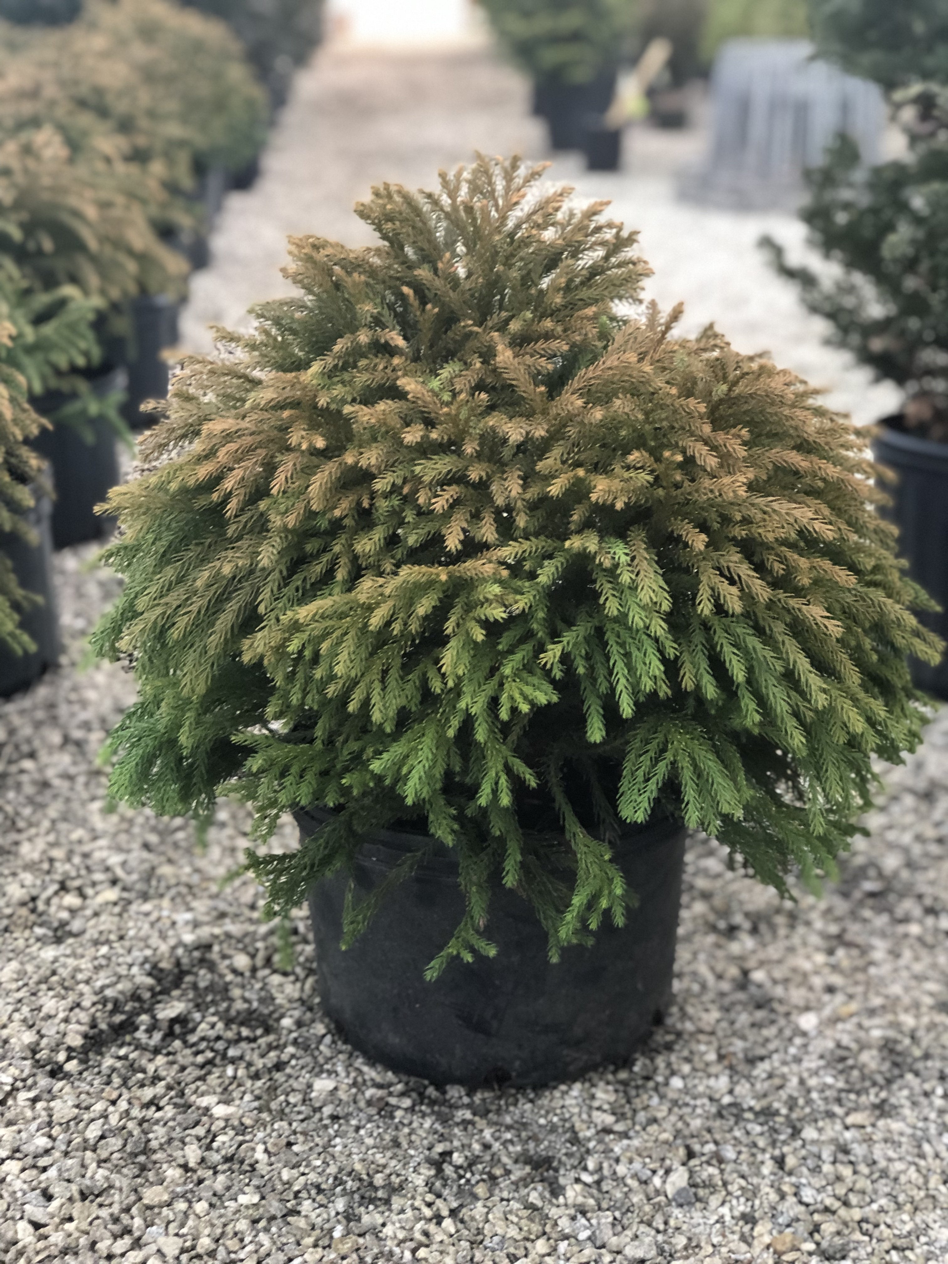 Globosa Nana Cryptomeria 3 Gal