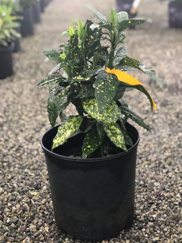 Gold Dust Aucuba 3 Gal