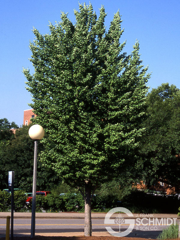 Golden Colonnade Ginkgo