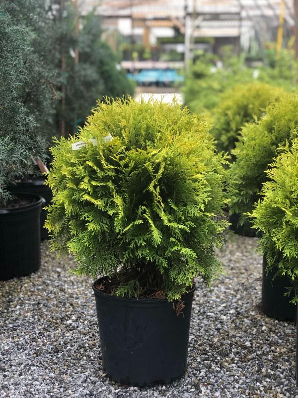 Golden Globe Arborvitae 3 Gal