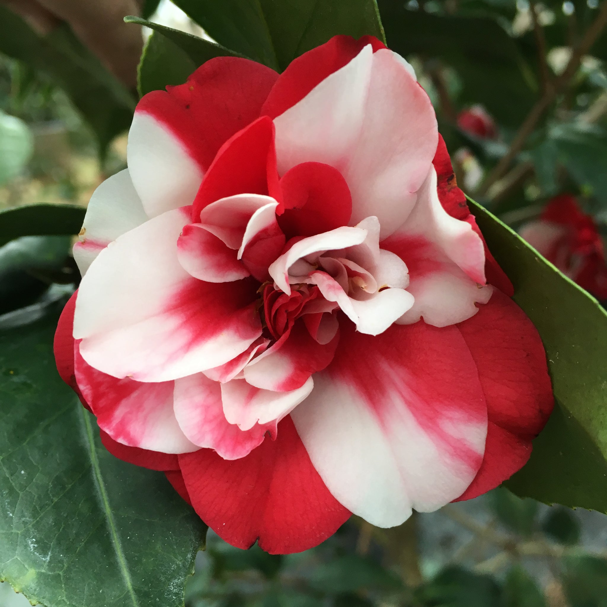 Governor Mouton Camellia Jap 3 Gal