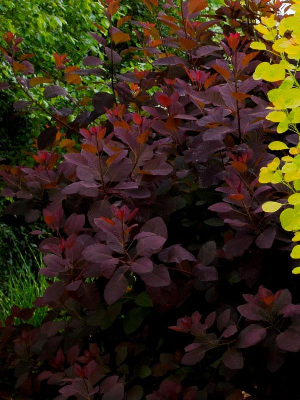 Grace Smoketree 15 Gal