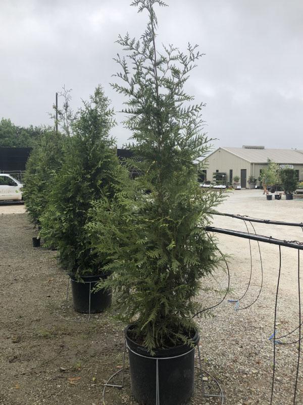 Zeleni velikan Arborvitae 15 GalZeleni velikan Arborvitae 15 Gal  