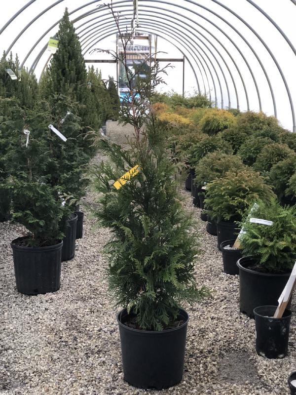 Green Giant Arborvitae