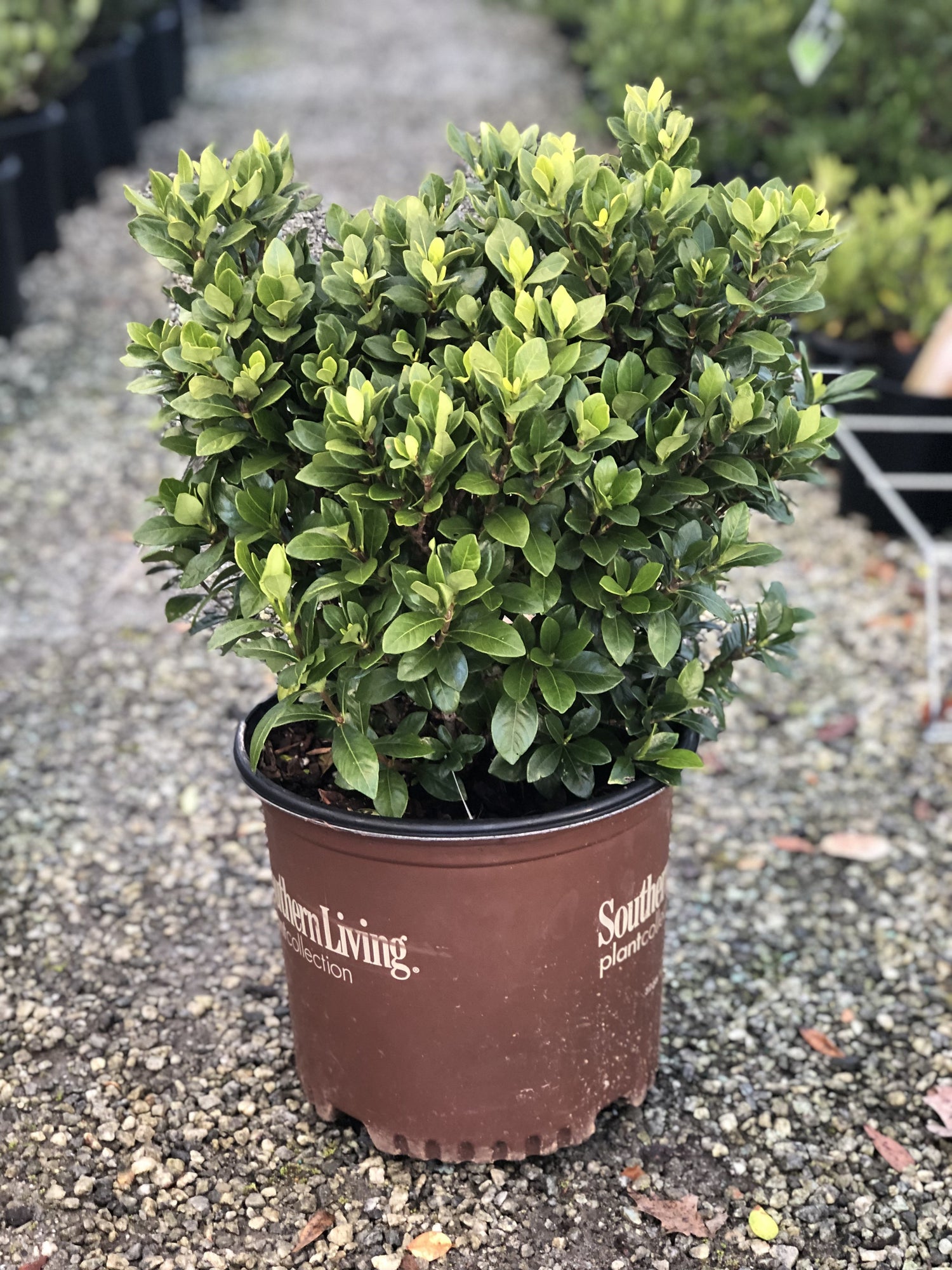 Heaven Scent Gardenia 3 Gal