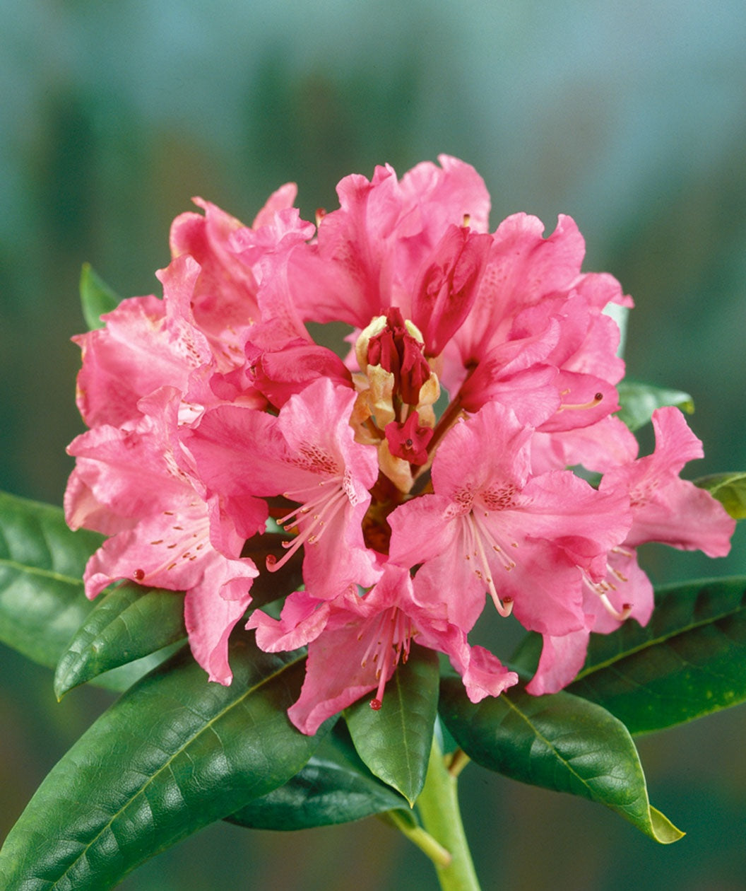 Holden Rhododendron 3 Gal
