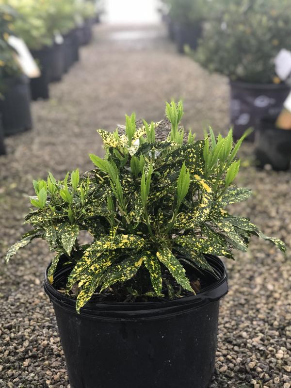 Hosaba Hoshifu Aucuba 3 Gal