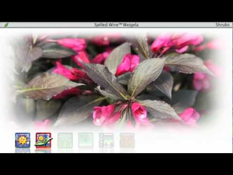Spilled Wine Weigela 2&3 Gal
