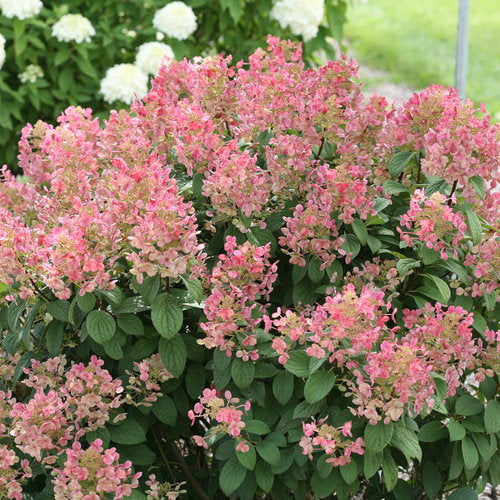 Little Quick Fire Hydrangea 2&3 Gal