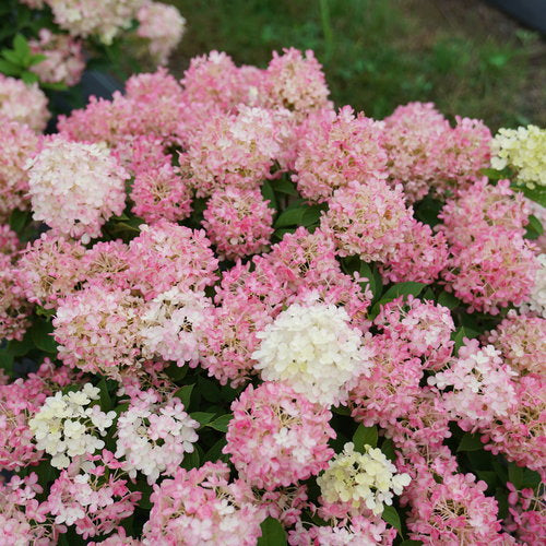 Firelight Tidbit Hydrangea 3 Gal