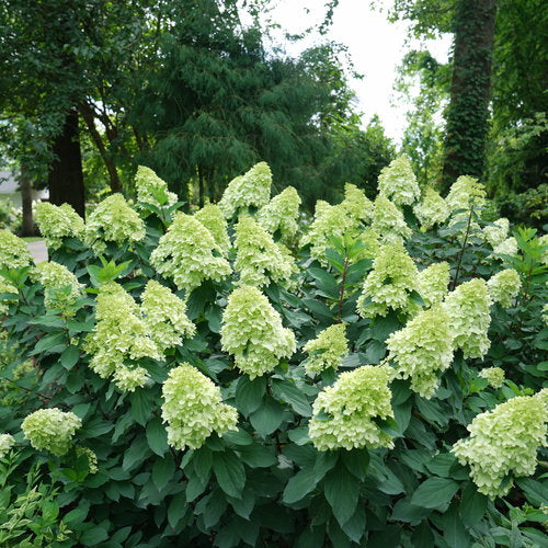 Limelight Prime Hydrangea 3 Gal