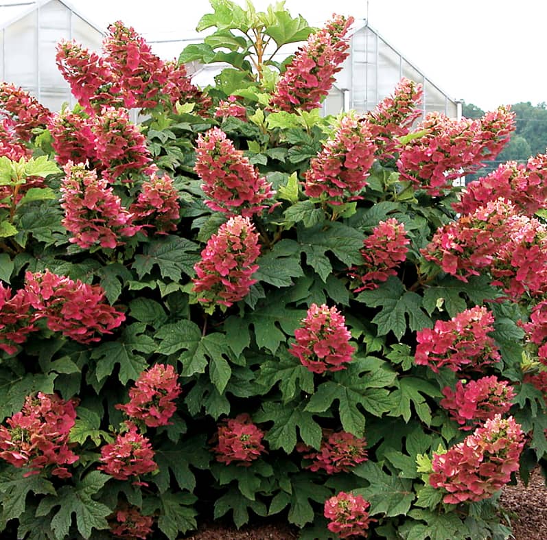 Amethyst Oakleaf Hydrangea 3 Gal