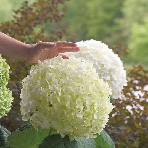 Incrediball Hydrangea 2&3 Gal