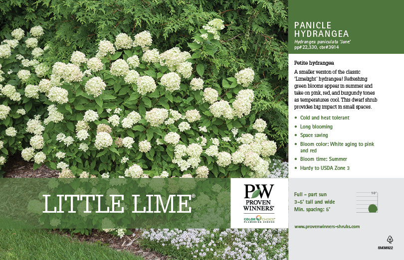 Little Lime Hydrangea 3 Gal