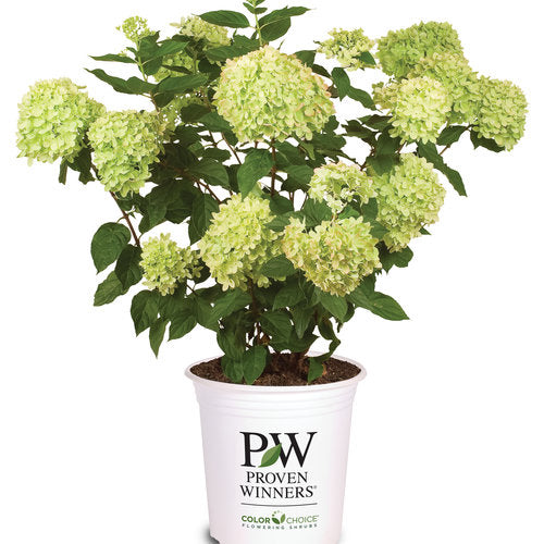Little Lime Hydrangea 3 Gal