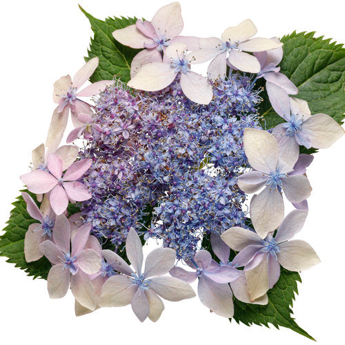 Tuff Stuff Ah-ha Hydrangea 3 Gal