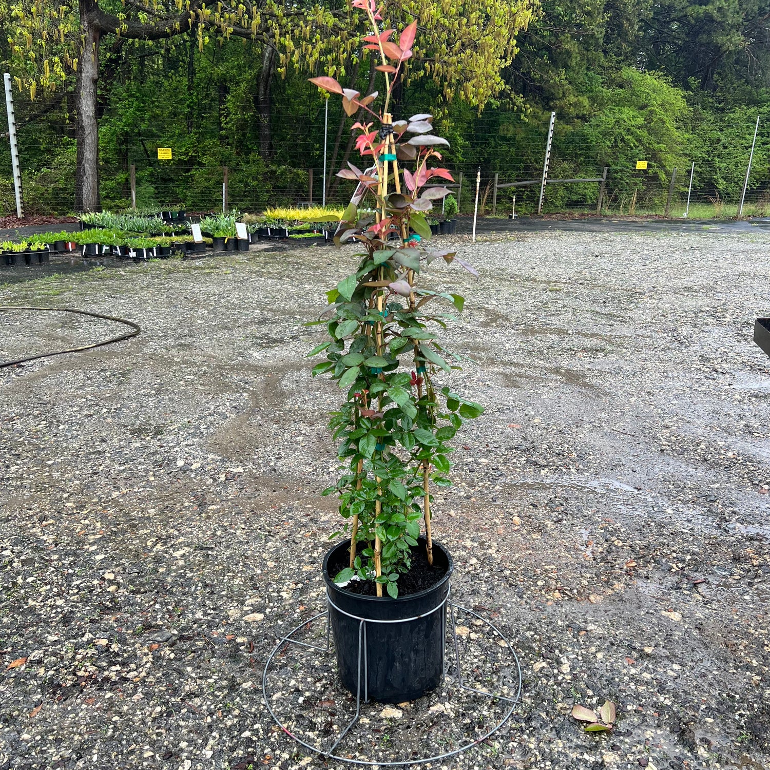 Zephirine Drouhin Climbing Rose 5 Gal