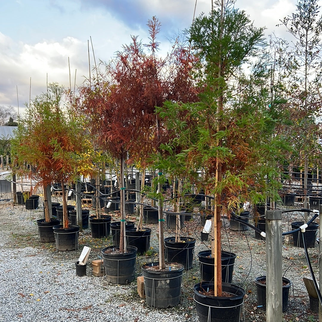 Bald Cypress