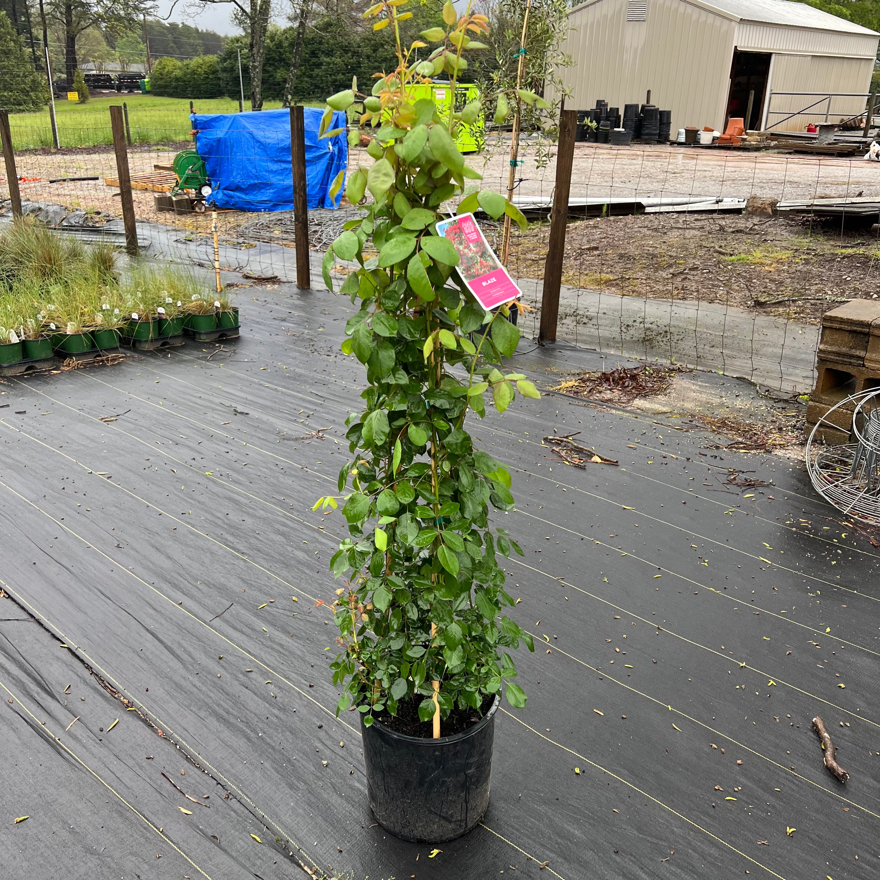 Blaze Improved Climbing Rose 5 Gal