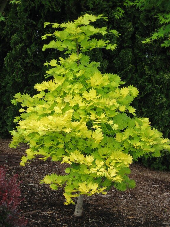 Golden Fullmoon Jap. Maple 10 Gal