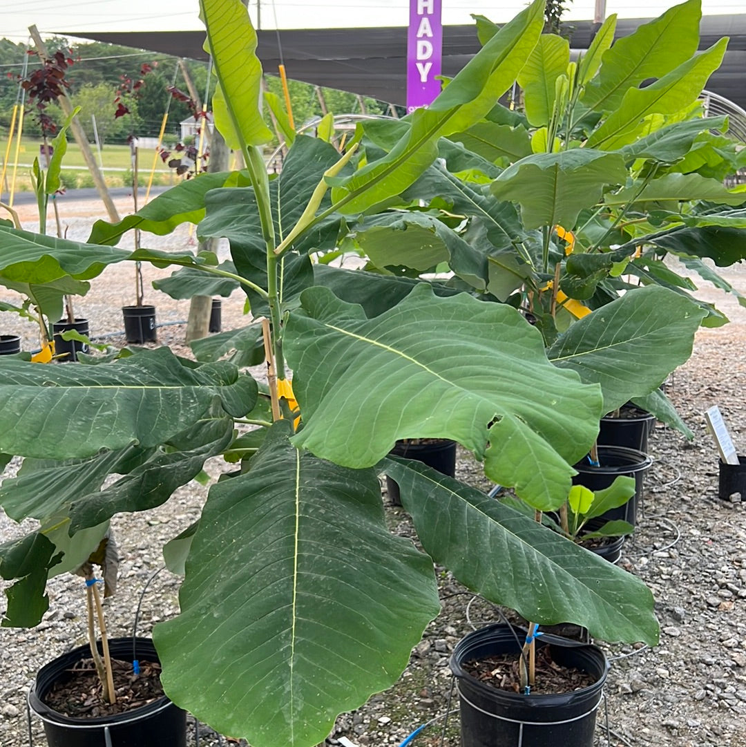 Dwarf Big Leaf Magnolia