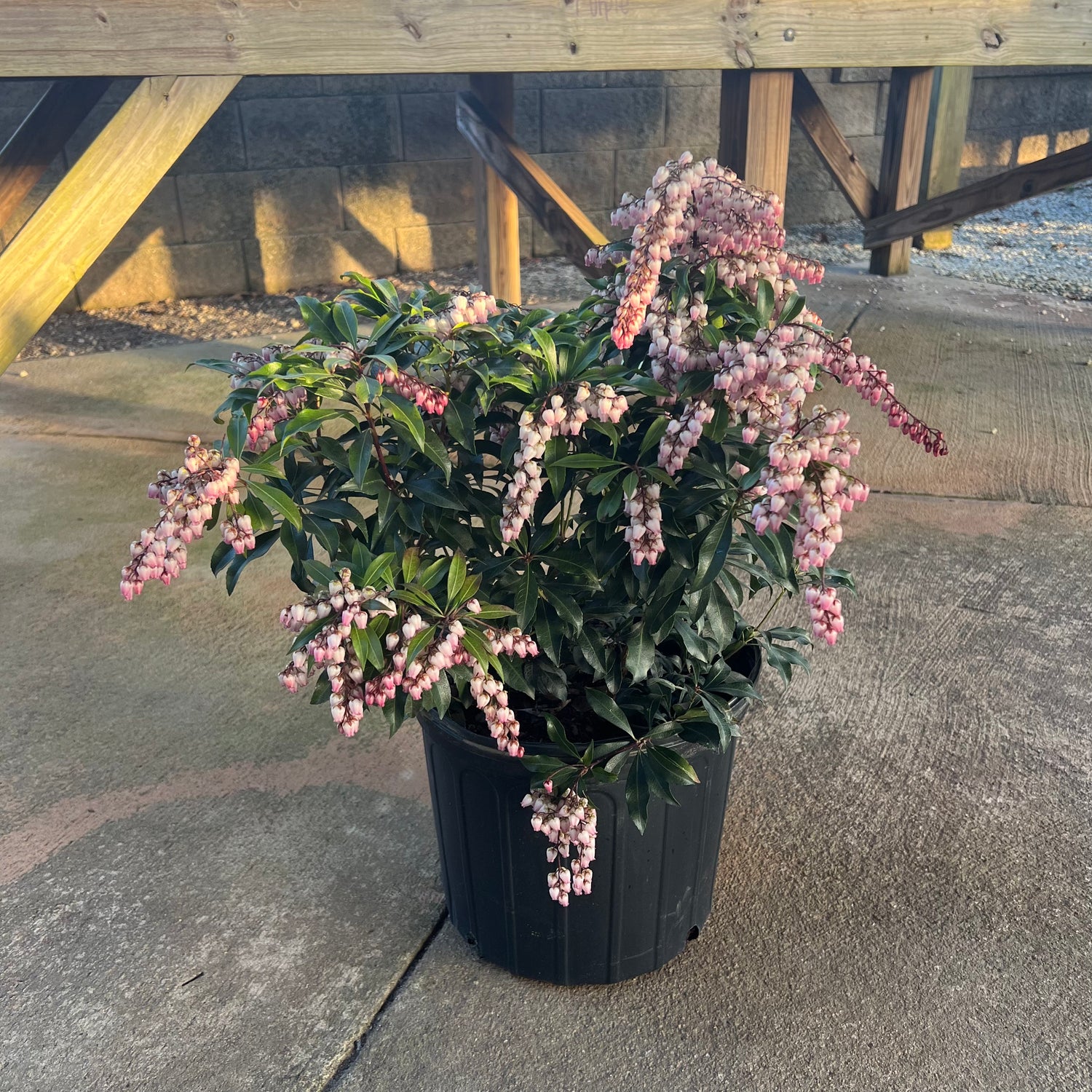 Katsura Pieris 3 Gal